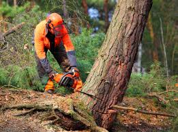 Professional Tree Care in Yarmouth Port, MA