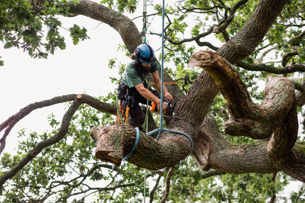 Reliable Yarmouth Port, MA Tree Care Solutions