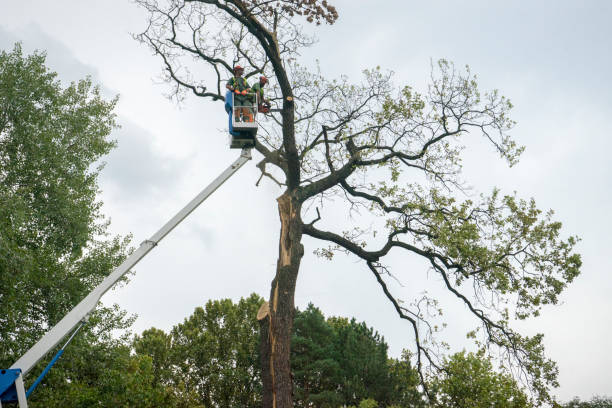 Lawn Watering Services in Yarmouth Port, MA