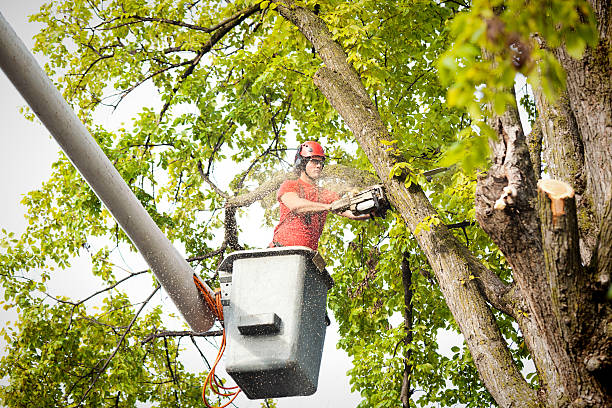 How Our Tree Care Process Works  in  Yarmouth Port, MA